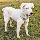 Hunde-Softgeschirr Pastell von Goofy Goldens – Ansicht 4