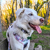 Hunde-Komfortgeschirr Pastell von Goofy Goldens – Ansicht 5
