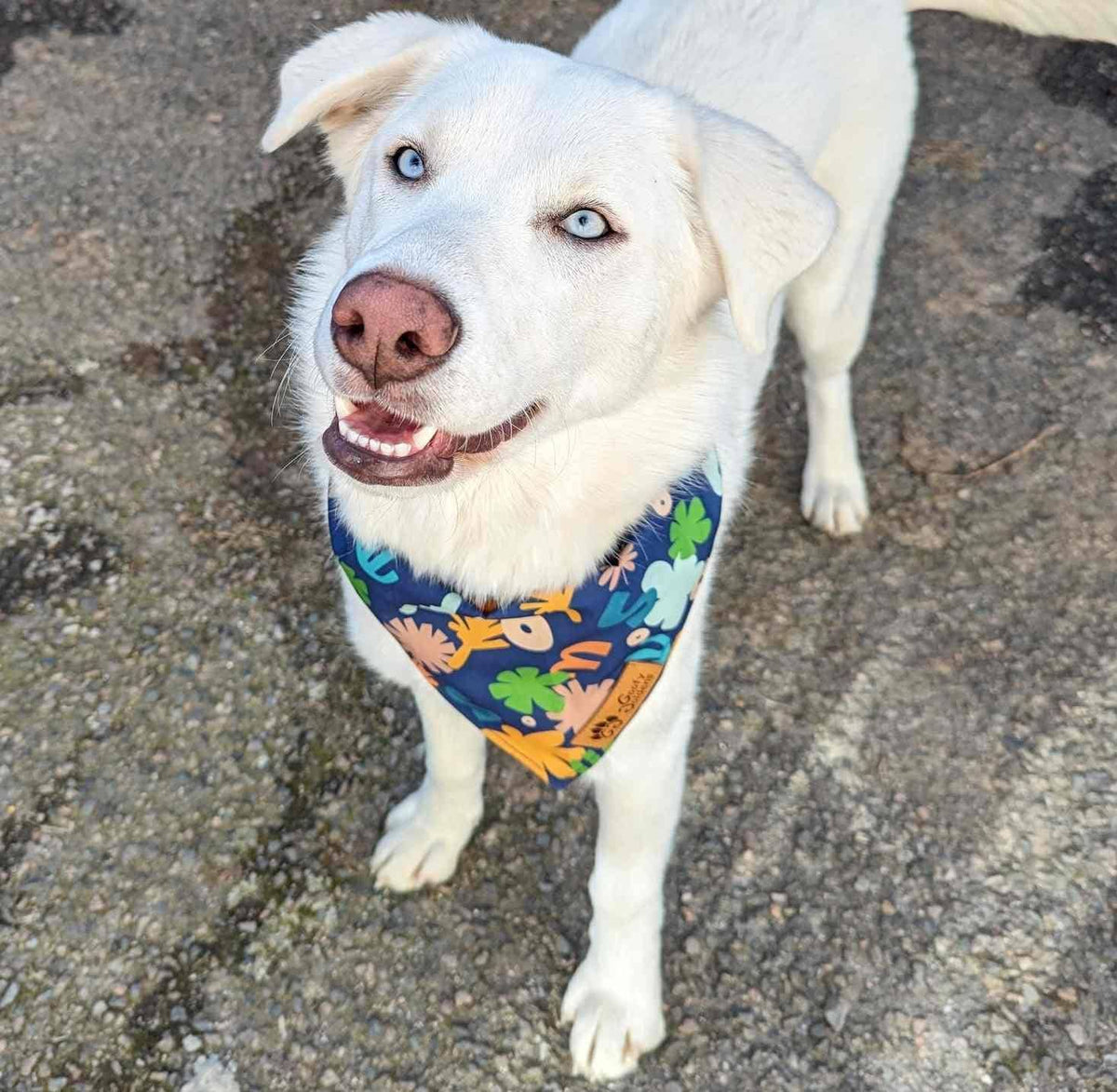 Hundebandana Deep Agua von Goofy Goldens – Ansicht 4