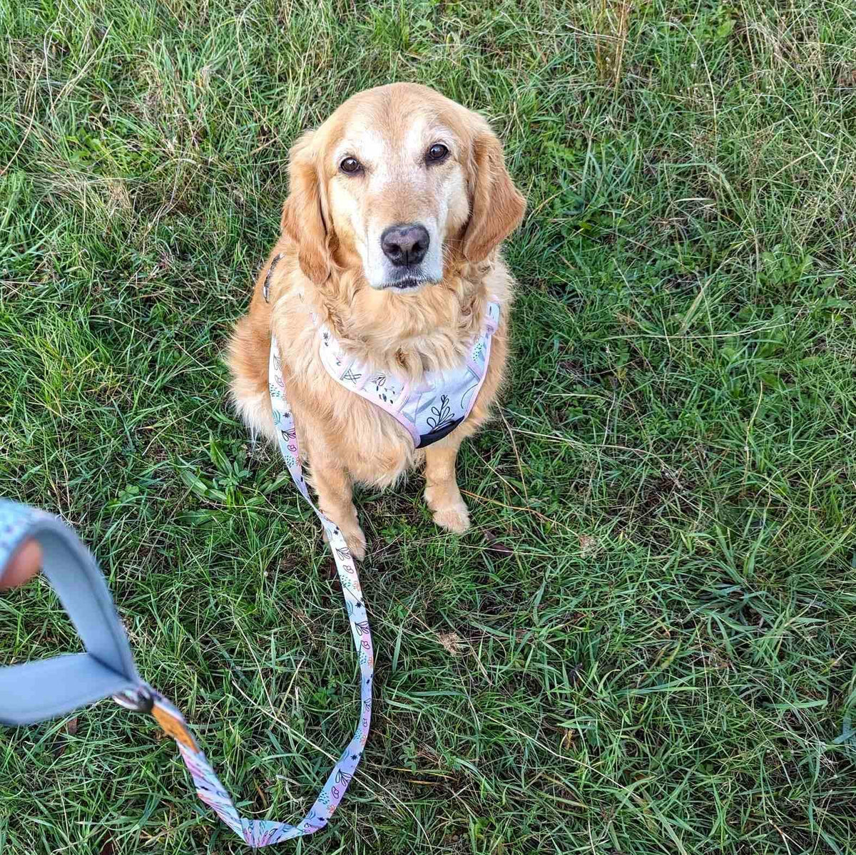 Hunde-Komfortgeschirr Pastell von Goofy Goldens – Ansicht 8