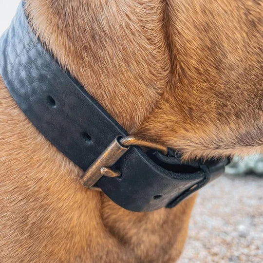 Breites Lederhalsband in Schwarz von Cooper &amp; Quint
