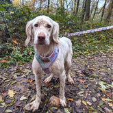 Hunde-Softgeschirr Pastell von Goofy Goldens – Ansicht 2