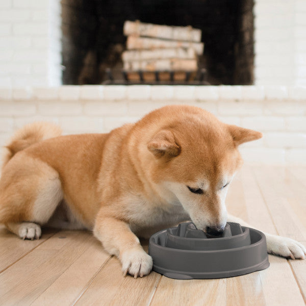 Hund frisst aus dem Outward Hound Slo Bowl Drop Grey