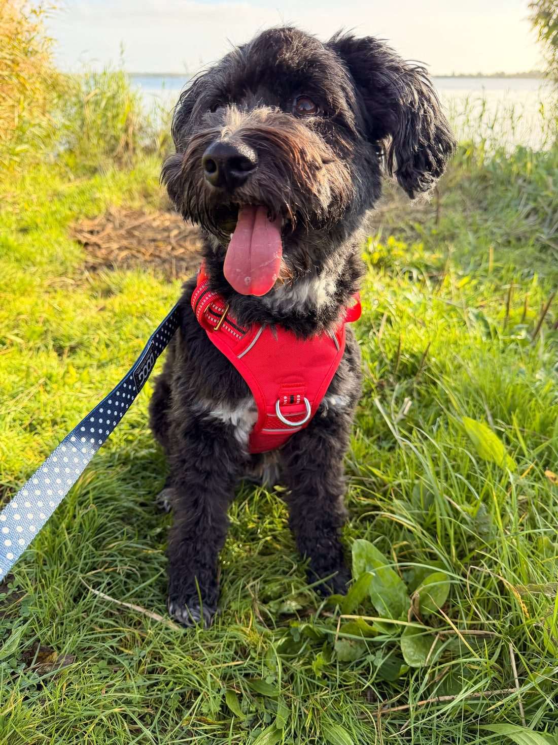 Fröhlicher Hund im roten DOOG Neotech Geschirr am See