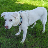 Hunde-Softgeschirr Riff von Goofy Goldens – Ansicht 8