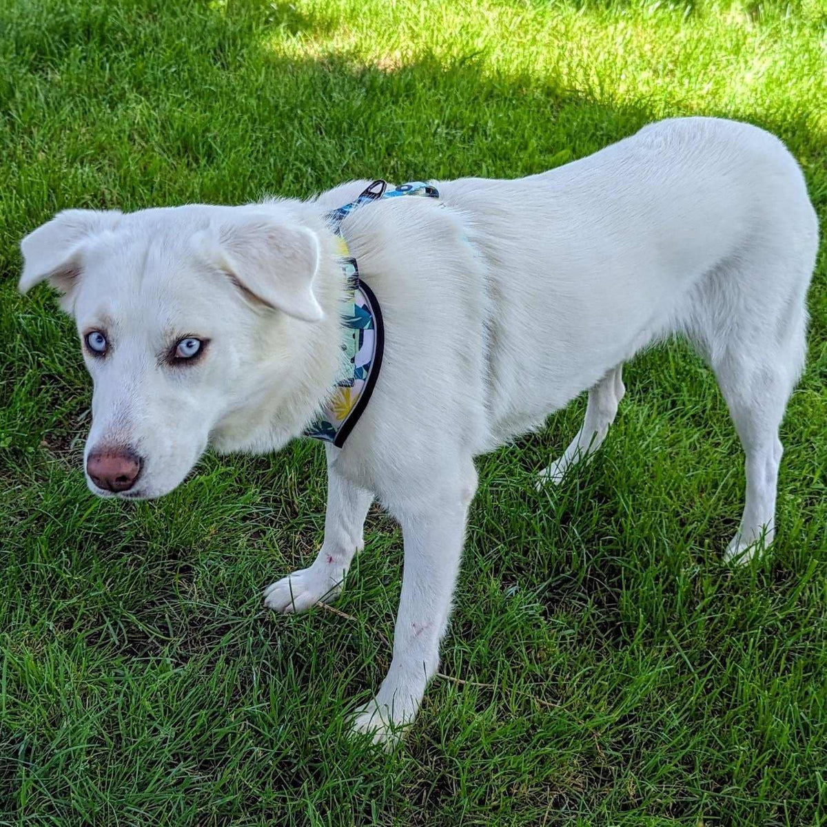 Hunde-Softgeschirr Riff von Goofy Goldens – Ansicht 8