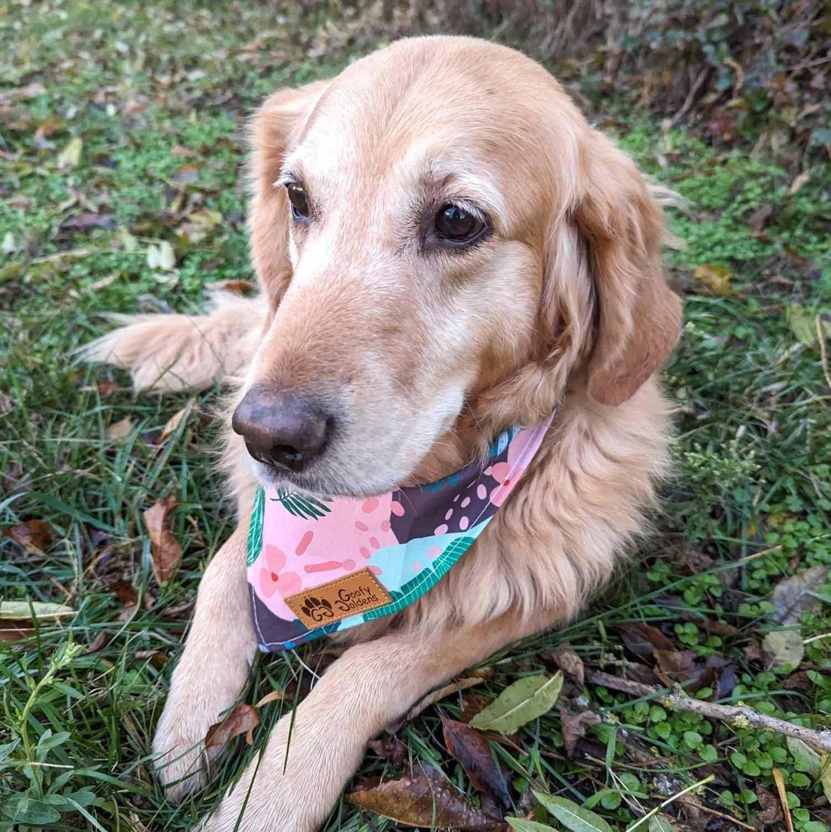 Hundebandana Kaktus von Goofy Goldens – Ansicht 2