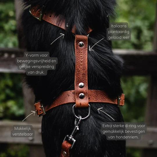 Hundegeschirr aus Leder in Grün von Cooper &amp; Quint