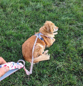 Hunde-Komfortgeschirr Blütenblätter von Goofy Goldens – Ansicht 8