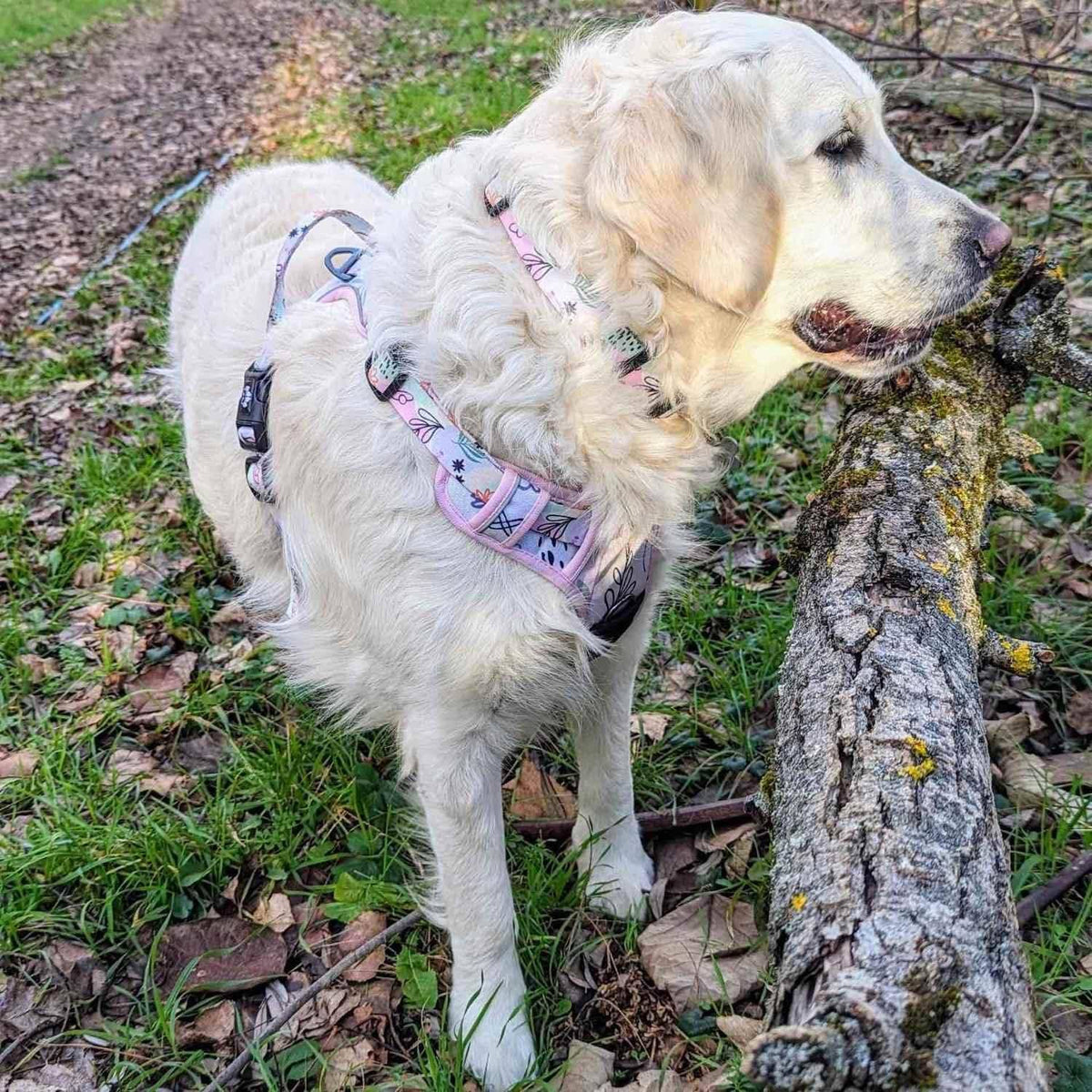 Hundehalsband Pastell von Goofy Goldens – Ansicht 4