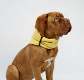 LABBVENN Halswärmer für Hunde Gold